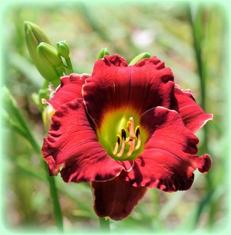 Deep Red Daylily 1 Photograph By Sheri Mcleroy