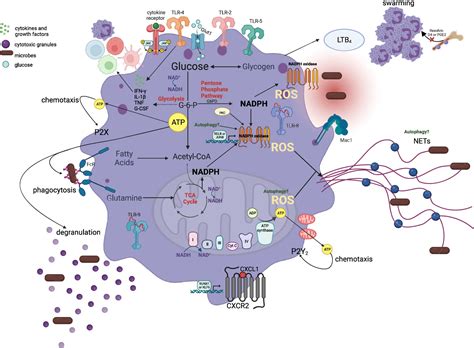 Frontiers A Metabolic Perspective Of The Neutrophil Life Cycle New