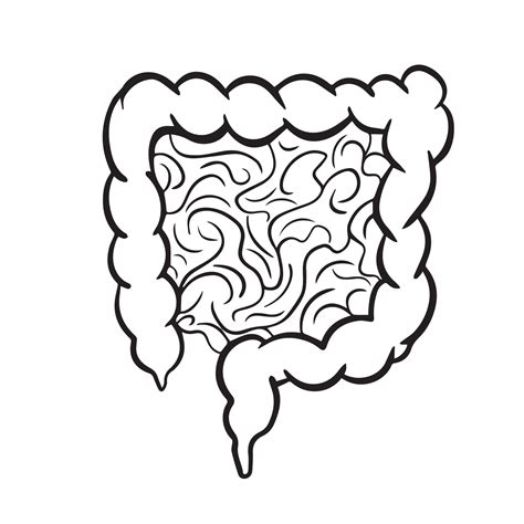 Human Intestines Black And White Vector Illustration Outline Isolated