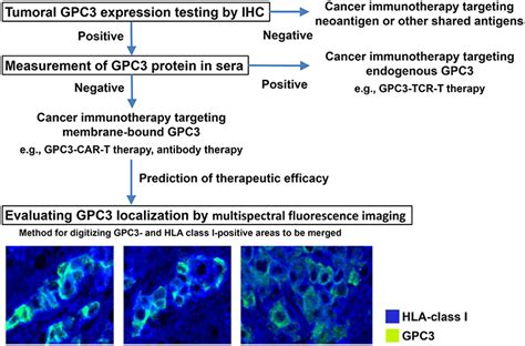 Frontiers Next Generation Cancer Immunotherapy Targeting Glypican 3