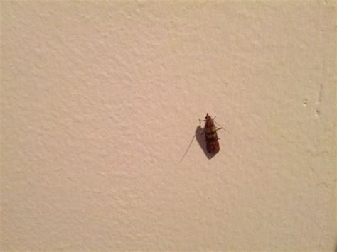 Little Brown Flying Bugs In Bedroom | memsaheb.net