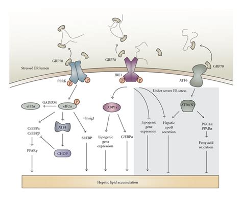 Crosstalk Between Upr Signalling Pathways And Lipogenesis