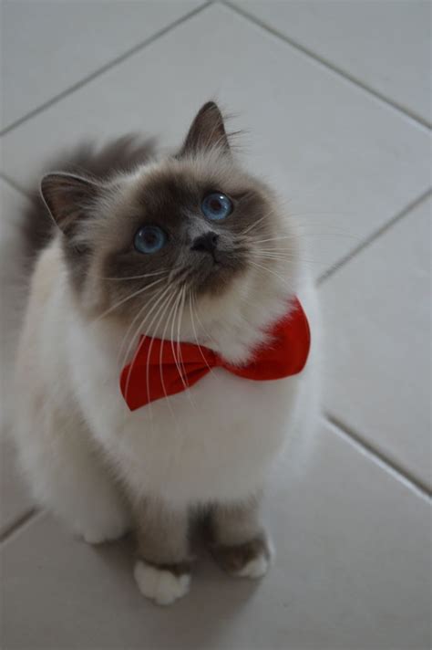 Luna Sacré de Birmanie blue point Birman cat Birman cat Baby