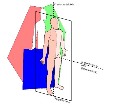 Assi E Piani Del Corpo Umano Fisioscience