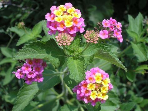 Texas Lantana Verbena | Lantana, Lantana plant, Trees to plant