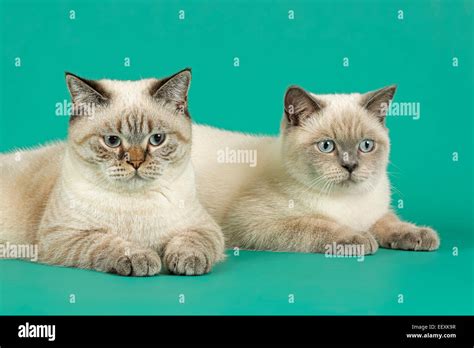 British Shorthair Cats Stock Photo - Alamy