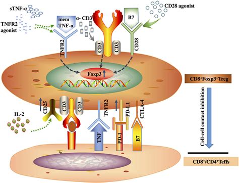 Frontiers The Significance Of Tumor Necrosis Factor Receptor Type Ii