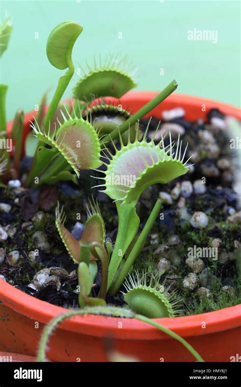 Venus Atrapamoscas Dionaea Muscipula Fotograf As E Im Genes De Alta