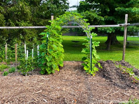 Spacing recommendations for planting acorn squash - GreenThumbsGuide