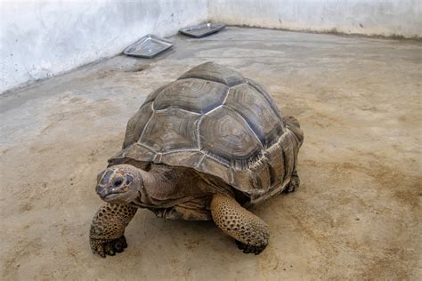 Crawling to extinction: Singapore turtle haven fights for life