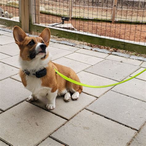 Short Dog Walks as a Balanced Training Tool - Dog Coach LLC