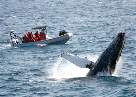 Adventure Whale Watching San Diego Tours - The Official Travel Resource ...