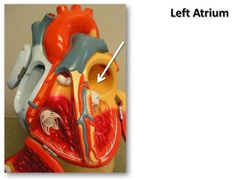 The Main Structural Distinction Between The Left Atrium And The Right