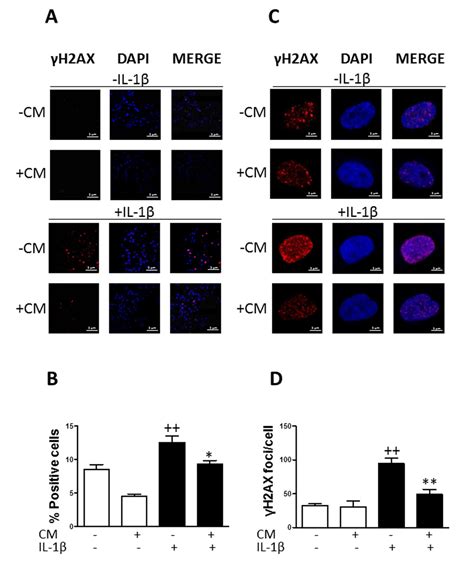 Paracrine Effects Of Human Adipose Derived Mesenchymal Stem Cells In