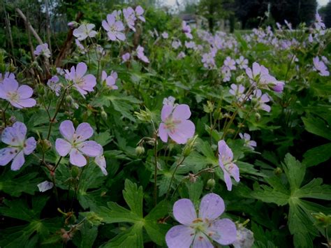 Geranium Maculatum American Cranesbill Wild Geranium Spotted Geranium