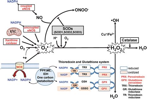 Interplay Between Reactive Oxygen Reactive Nitrogen Species And