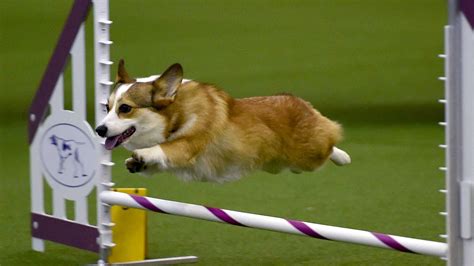 Everything You Need To Know About The 2018 Westminster Dog Show Other