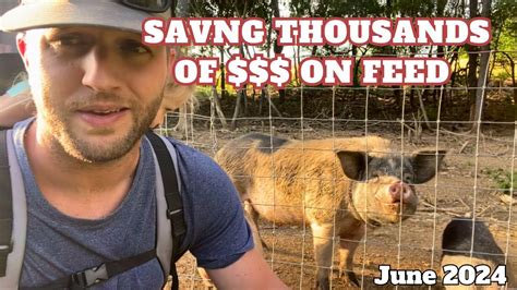 We Re Saving Thousands Of Dollars On Pig Feed Youtube