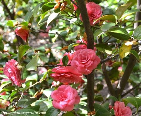 Details 100 Imagen La Camelia Planta Abzlocal Mx