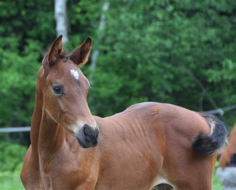 Gallery Red Gate Sporthorses