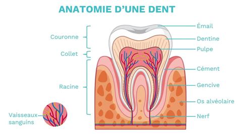 Quelles sont les différentes parties d une dent