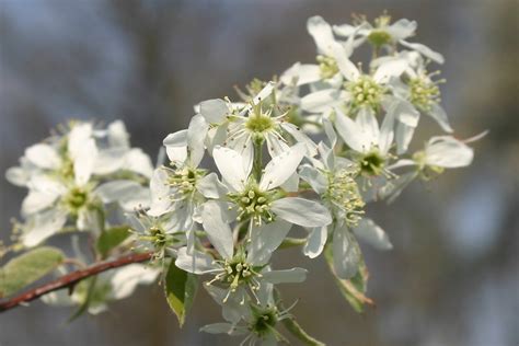 Juneberry - Northeast Edible Fruit Trees For Sale NJ