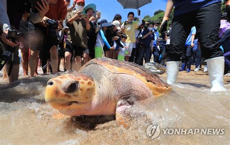 Releasing Sea Turtles Yonhap News Agency