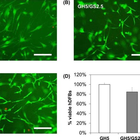 Fig Ure 8 Hdfbs Were Cultured On The Surface Of Hydrogels Gh5 As A