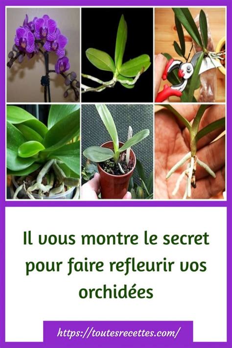 Il vous montre le secret pour faire refleurir vos orchidées Toutes