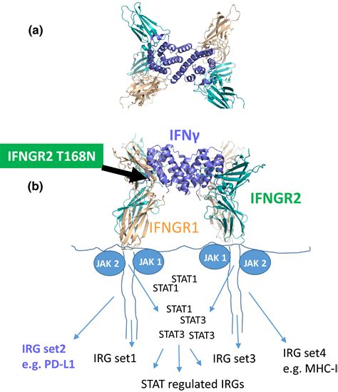 A Structural “star” In Interferon Gamma Signaling Hertzog 2019 Immunology And Cell Biology