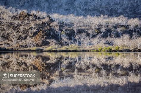 Palo Santo Triplaris Sp Trees Reflected In Water Tagus Cove Isabela