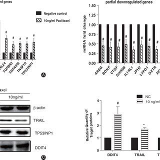 Validation Of Gene Expression Levels Of Partial Differentially