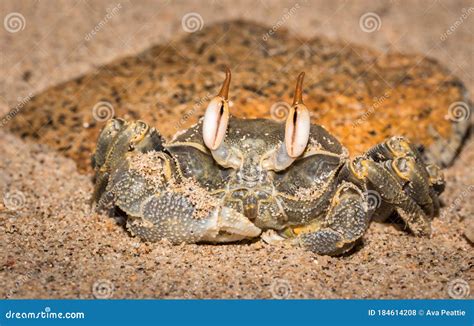 Brown Seawater Crab With Big Eyes On The Beach Madagascar Stock Photo