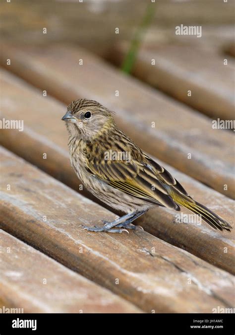 Canarios Aves Hi Res Stock Photography And Images Alamy