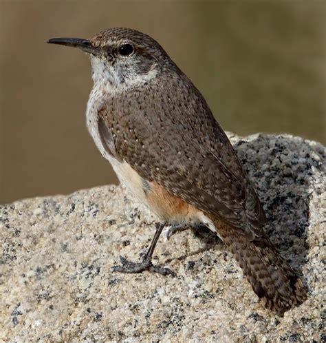 Rock Wren | San Diego Bird Spot