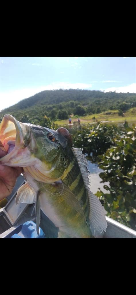 Tucunar Pesca Esportiva