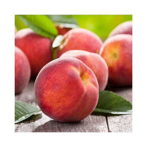 Self Fertile Dwarf Peach Tree Buy Self Fertile Dwarf Peach Tree