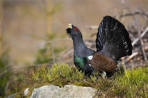 Premium Photo Western Capercaillie Lekking In Forest In Autumn Nature