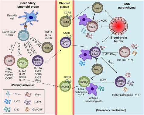 Frontiers Differentiation And Transmigration Of Cd T Cells In