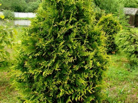 Thuja AUREOSPICATA 60 80 Cm Internetowy Sklep Ogrodniczy Podkarpackie Sady