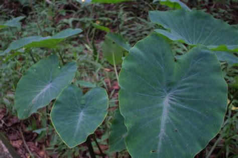 Premium Photo A Large Green Leaf With A White Spot On It