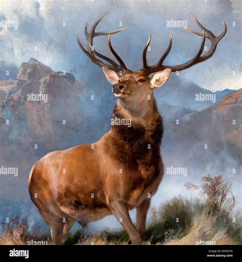 Monarch Of The Glen Monarch Of The Glen Hi Res Stock Photography And