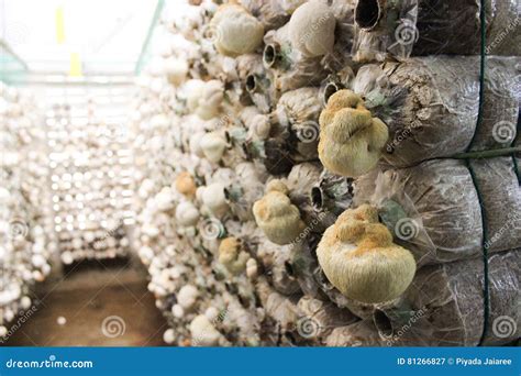 mushroom cultivation stock image image  fungi vegetarian