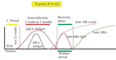 Hepatitis B Virus – Part 4 – Anti-HBS Antibody (ELISA), HBV – Labpedia.net