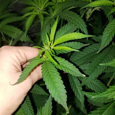 What Causes Cannabis Leaves To Curl Up Grow Weed Easy