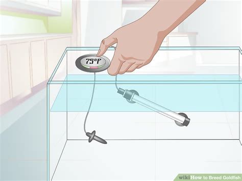 How To Breed Goldfish Steps With Pictures Wikihow