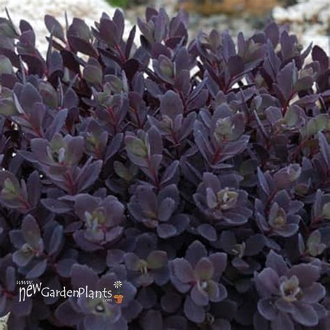 SUNSPARKLER Plum Dazzled Stonecrop Sedum New Garden Plants