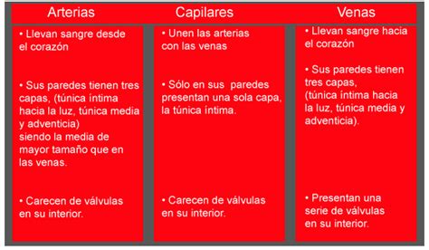 Cuadro Comparativo Entre Venas Y Arterias Images And Photos Finder