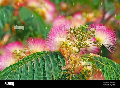 Acacia or albizia lenkoran flowers and green leaves Stock Photo - Alamy