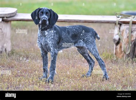 Hunting dog breed German Wirehaired pointer on the walk Stock Photo - Alamy